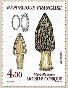 Flore et faune de France. Champignons. Morille conique (Morchella conica) 4f. Brun, jaune et noir Y2490